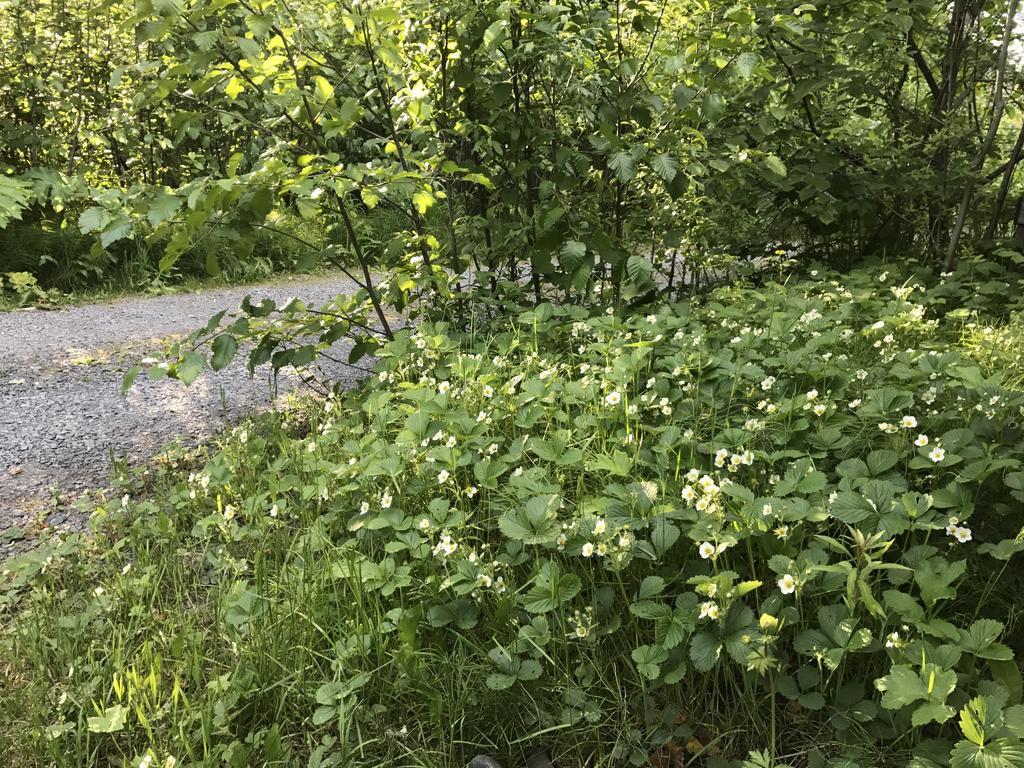 Resurrection River Rentals Seward Bagian luar foto
